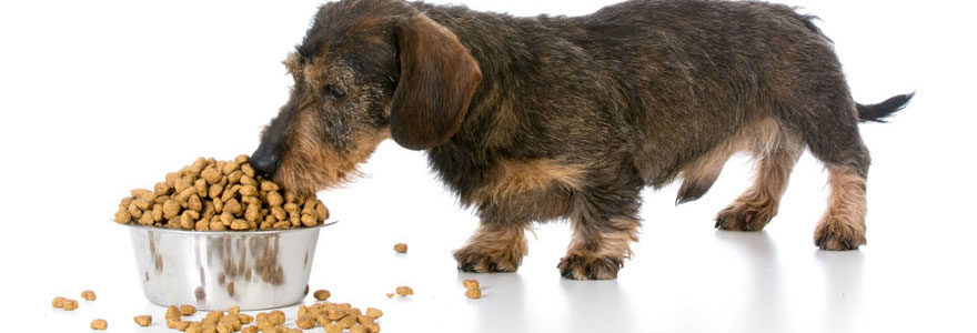 croquettes naturelles pour chiens