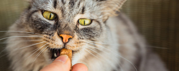 Compléments alimentaires pour animaux